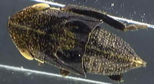 Aphrodes bicinctus